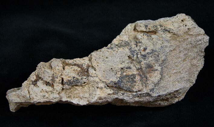 Triceratops Frill Shield Section - Montana #13674